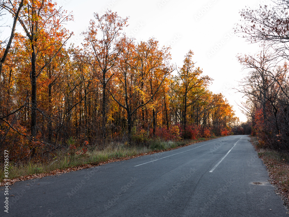 An asphalt road passes through the autumn deciduous forest in the morning light. Сolorful forest in the morning light. Authentic landscape.