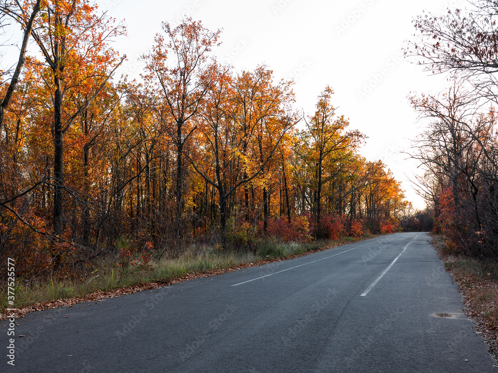 An asphalt road passes through the autumn deciduous forest in the morning light. Сolorful forest in the morning light. Authentic landscape. An asphalt road passes through the autumn deciduous forest in the morning light. Сolorful forest in the morning light. Authentic landscape.