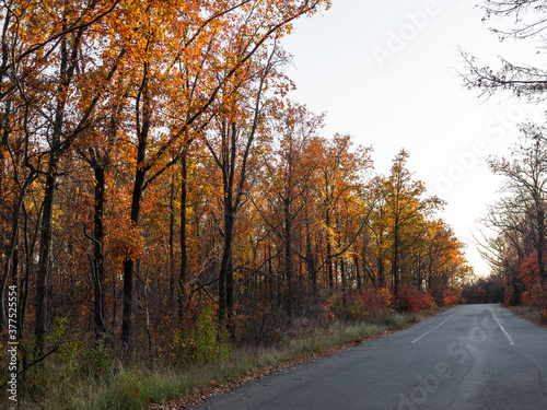 An asphalt road passes through the autumn deciduous forest in the morning light.   olorful forest in the morning light. Authentic landscape.