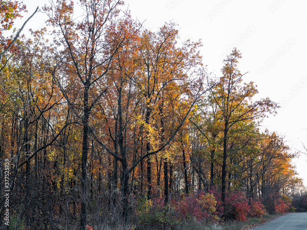 Fototapeta premium An asphalt road passes through the autumn deciduous forest in the morning light. Сolorful forest in the morning light. Authentic landscape.