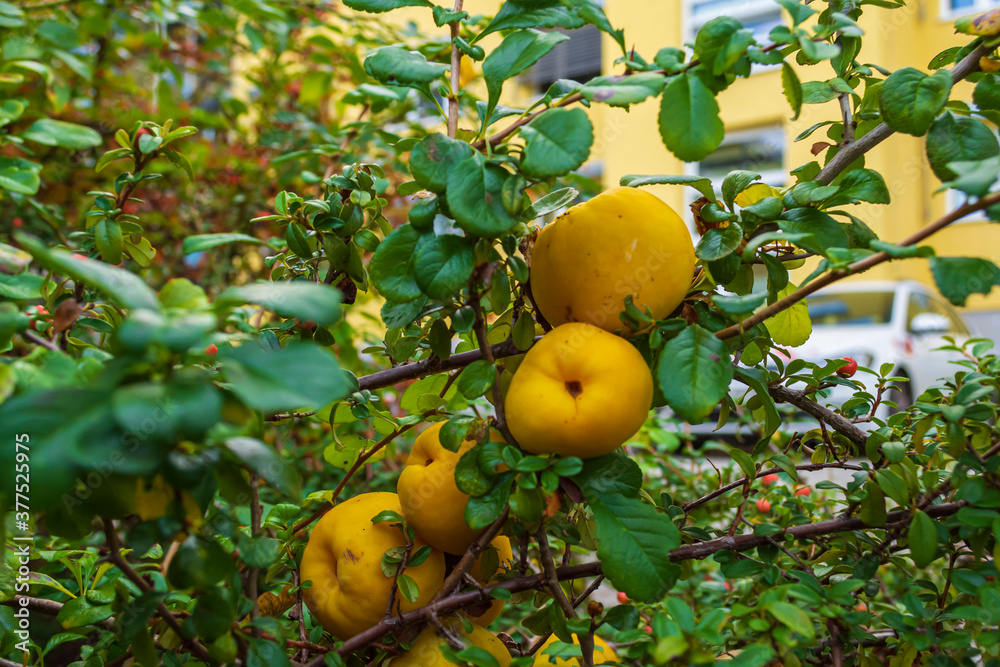 Granatäpfel an einem Zweig