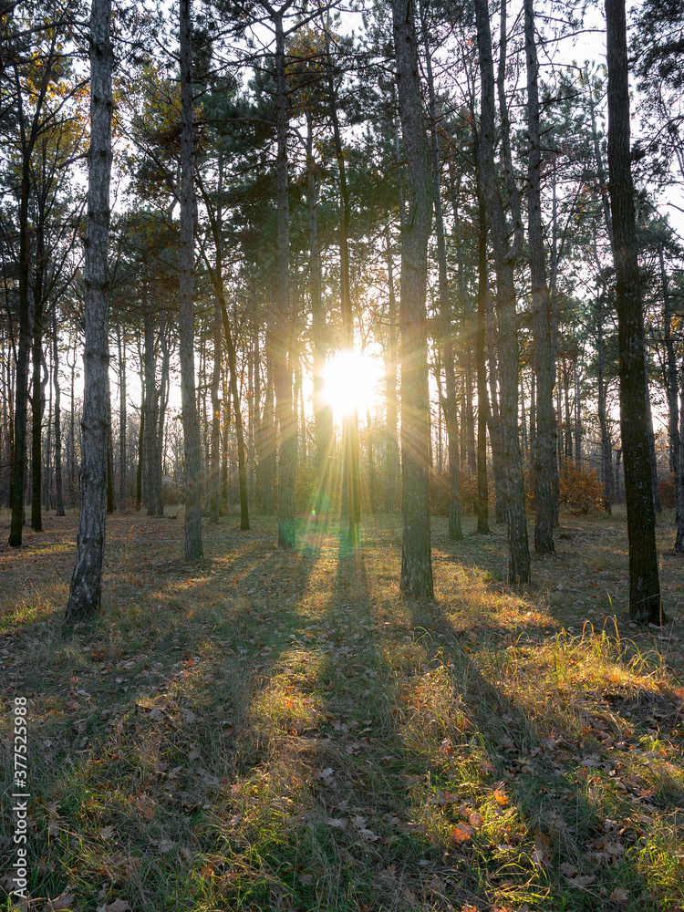 Obraz premium Wide panoramic view of Pine forest with beautiful golden morning side light. Amazing romantic landscape with mysterious autumn forest. Autumn forest in morning light. Beautiful nature background.