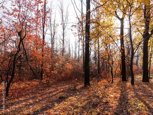 Colorful mixed deciduous forest. Autumn forest in the morning light. Beautiful nature background. Amazing romantic landscape with mysterious autumn forest.