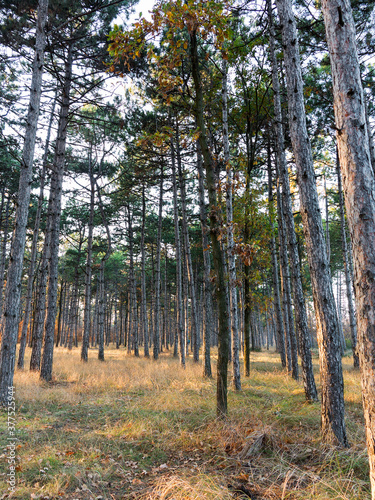 Wide panoramic view of Pine forest with beautiful golden morning side light. Amazing romantic landscape with mysterious autumn forest. Autumn forest in morning light. Beautiful nature background.