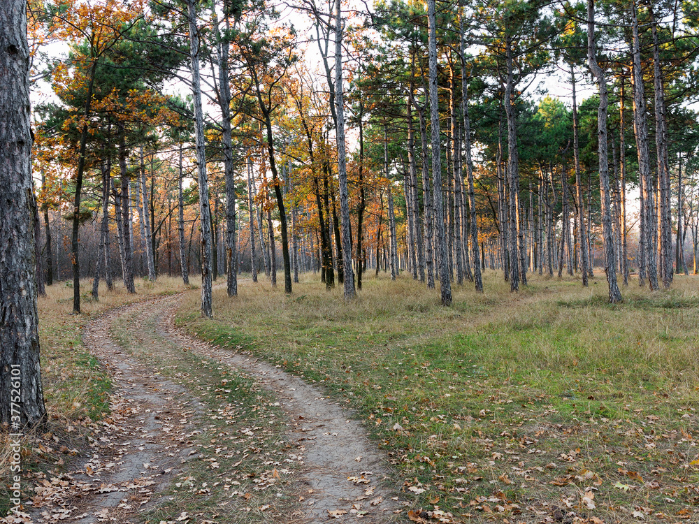 Obraz premium Wide panoramic view of Pine forest with beautiful golden morning side light. Amazing romantic landscape with mysterious autumn forest. Autumn forest in morning light. Beautiful nature background.