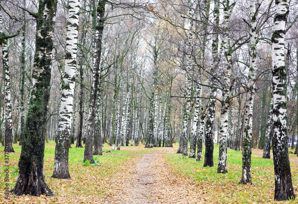 Fototapeta premium Alley of birches trees with yellow leaves and green grass in October