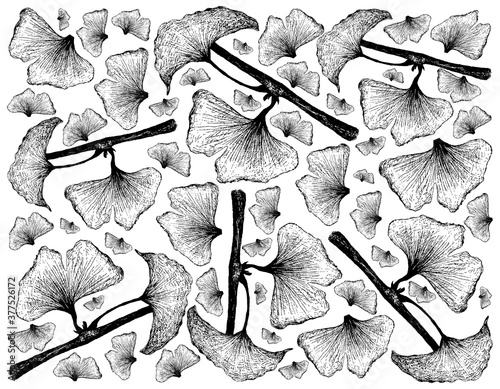 Herbal and Plant, Hand Drawn Illustration Background of Ginkgo Biloba, Ginkgo or Gingko Plant, An Antioxidant Rich Herb Used to Enhance Brain Health, Altitude Sickness and Cognitive Disorders.
