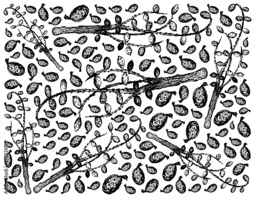 Herbal and Plant, Hand Drawn Illustration Background of Serenoa Repens or Saw Palmetto Berries, An Antioxidant Rich Herb Used to Improve Prostate Health, Balance Hormone Levels and Prevent Hair Loss.
