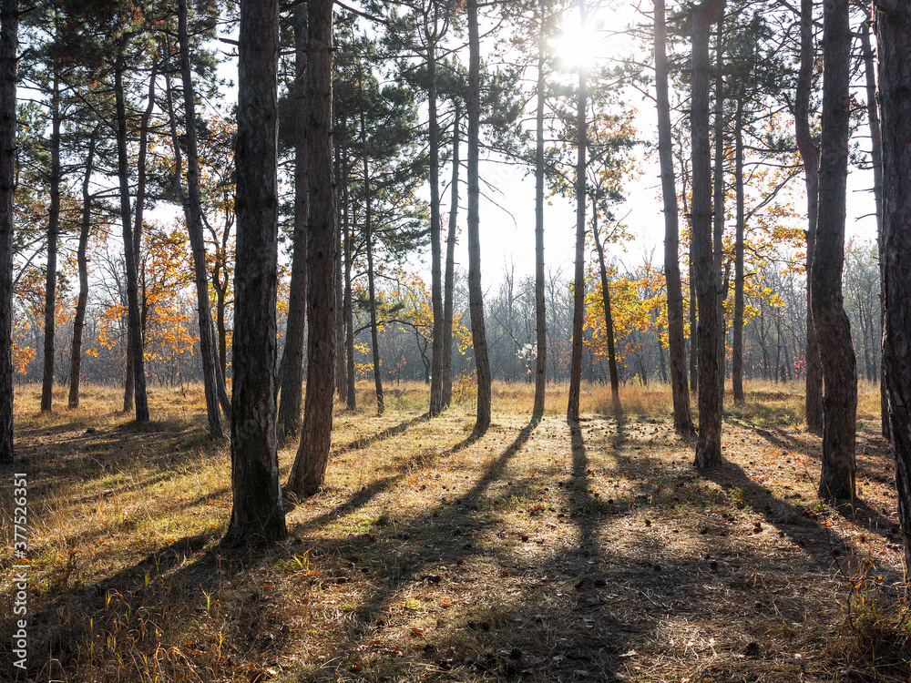 Wide panoramic view of Pine forest with beautiful golden morning side light. Amazing romantic landscape with mysterious autumn forest. Autumn forest in morning light. Beautiful nature background.