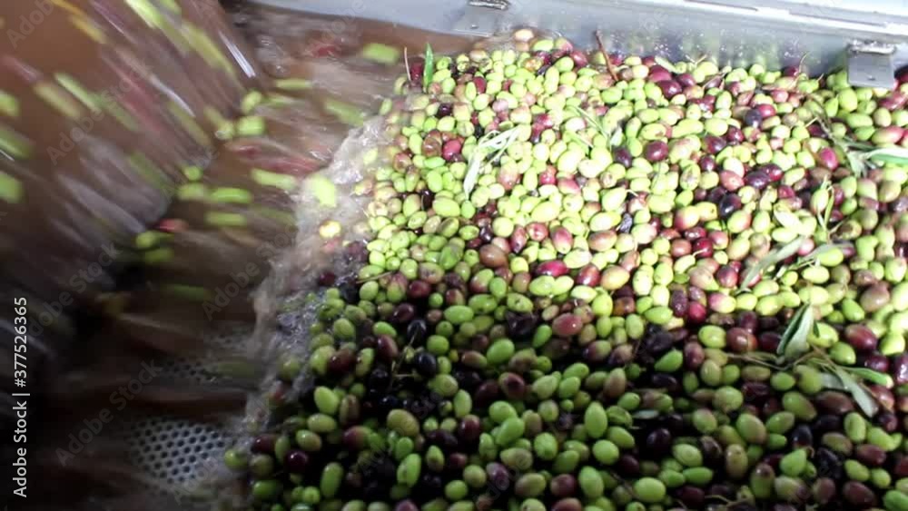 Cleaning olives with fresh water during extra virgin olive oil ...