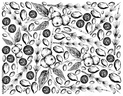 Illustration Hand Drawn Sketch Background of Black Walnuts or Juglans Nigra and Equisetum, Horsetail, Snake Grass or Puzzlegrass Plants.
