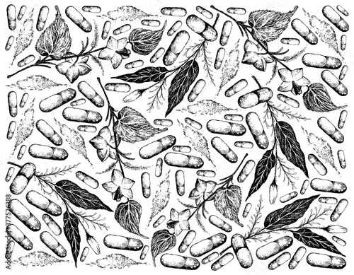 Vegetable and Herb, Hand Drawn Illustration Background of Kariyat or Andrographis Paniculata Plants and Plukenetia Volubilis, Sacha Peanut or Inca Nuts with Pill. Ayurveda Herbal Medicine Used to Trea