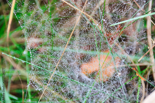 A wet spiderweb on a meadow