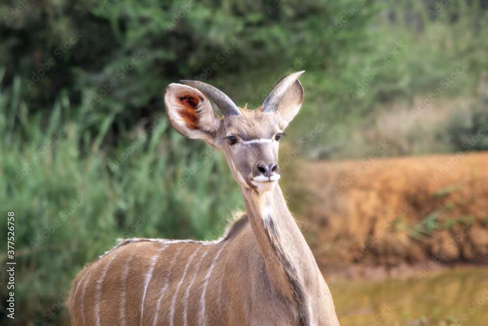Juvenile Greater Kudu or Tragelaphus strepsiceros alerted in the African savannah Juvenile Greater Kudu or Tragelaphus strepsiceros alerted in the African savannah