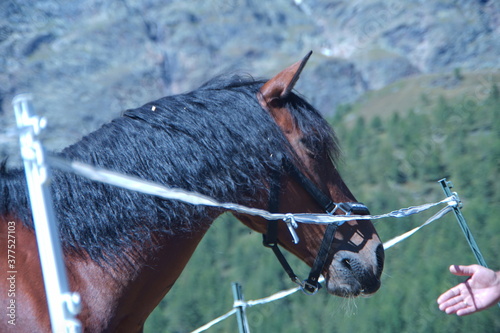 Cavallo photo