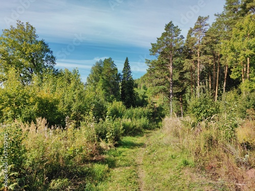 road near a pine forest on a sunny day against a blue sky with clouds