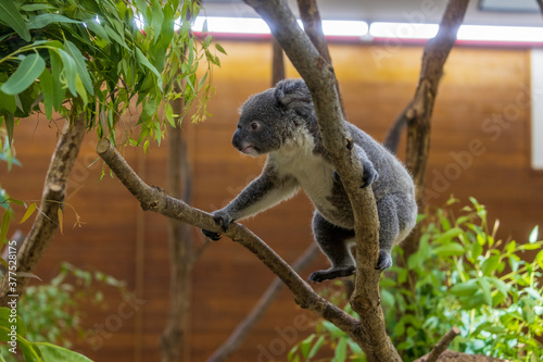 Canvas Print コアラ