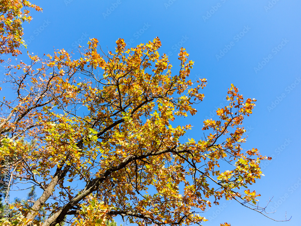 The warm autumn sun shining through golden treetops, with beautiful bright blue sky. Creative background of yellow and red leaves.