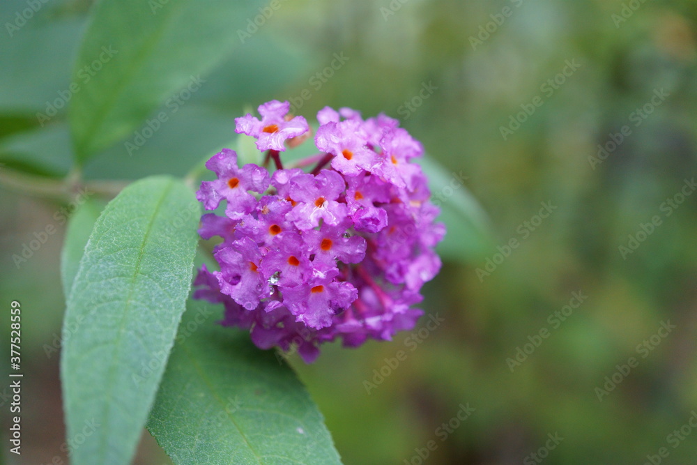 Beautiful butterfly bush (buddleja davidii) on a rainy day Beautiful butterfly bush (buddleja davidii) on a rainy day