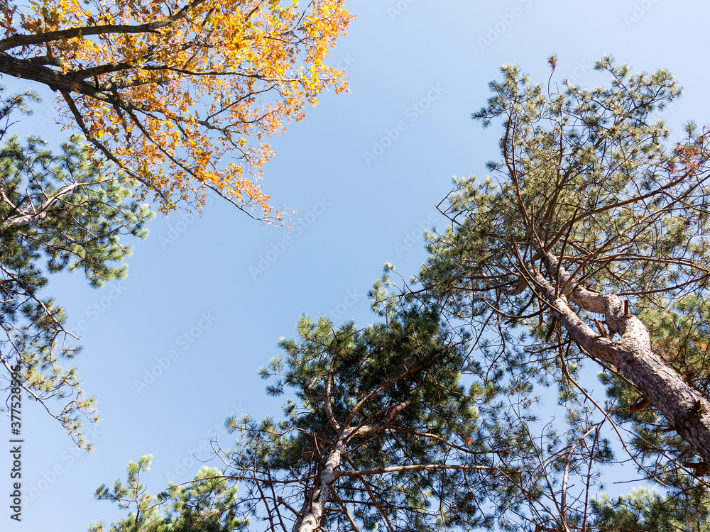 Obraz premium The warm autumn sun shining through golden treetops, with beautiful bright blue sky. Creative background of yellow and red leaves.