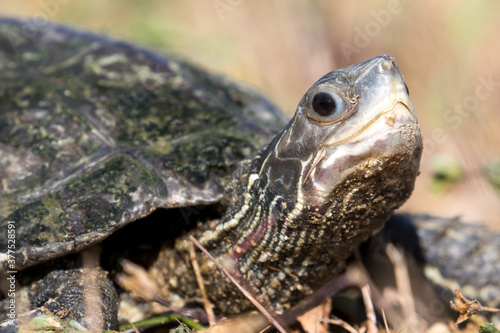 Kopf einer Bachschildkröte in der Seitenansicht