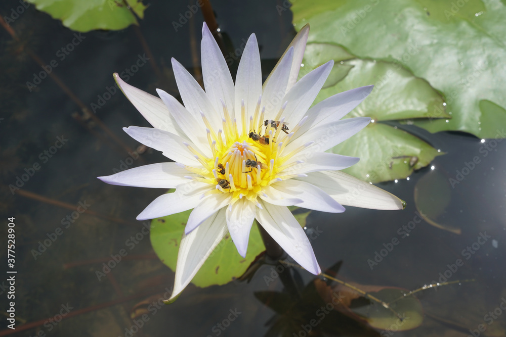 Bees are feeding on the pollen lotus flower. Bees are feeding on the pollen lotus flower.