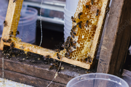 bees collect honey in hive of honeycomb  wax farm organic sweet