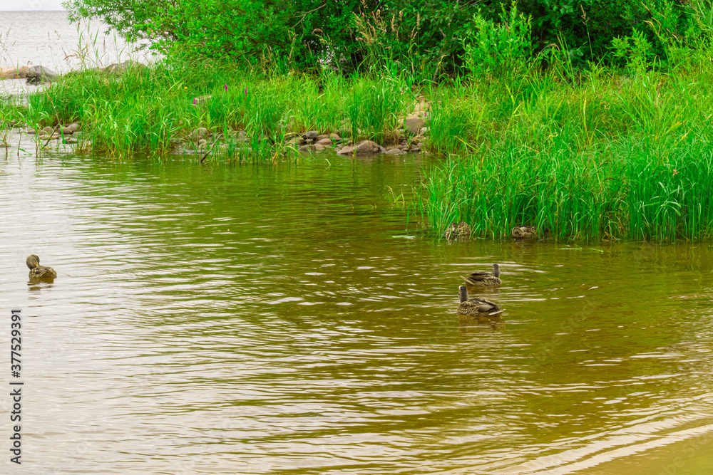 Fototapeta premium ducks swimming in the lake
