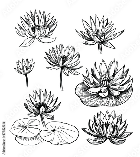 Set of water lily. Lotus. Hand drawn vector outline