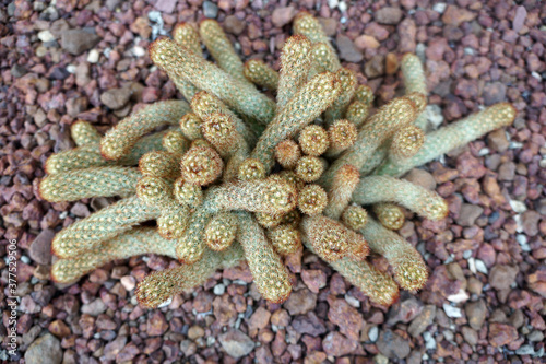 Ladyfinger Cactus  gold lace cactus. Mammillaria elongata is endemic to Mexico.
