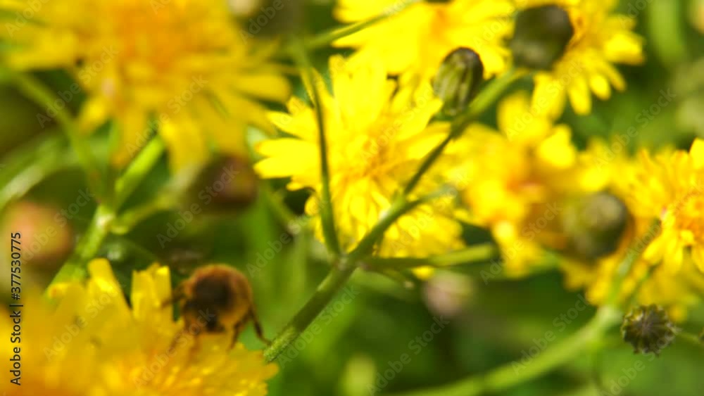 Abeja polinizando de flor en flor