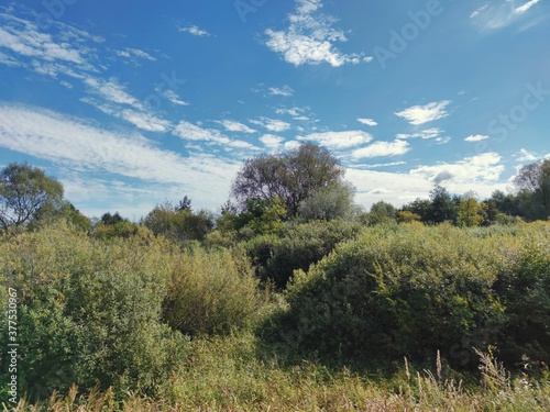 sunny landscape with green bushes and trees against the background of a beautiful blue sky with clouds