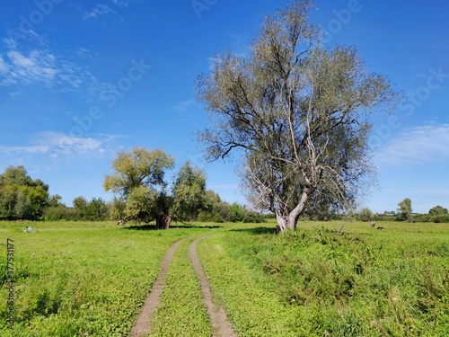 country road in a field among trees on a background of blue sky on a sunny day