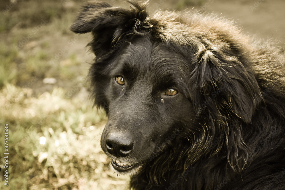 A black dog's head with a long hair and a questioning look A black dog's head with a long hair and a questioning look