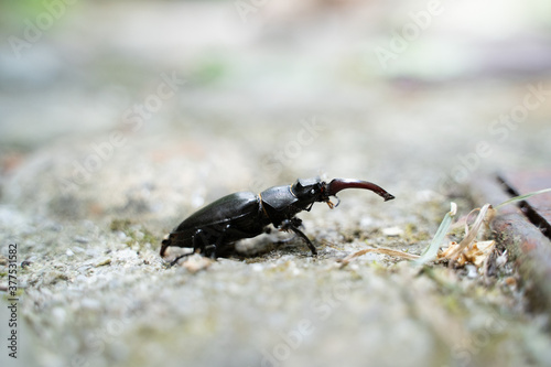 Escarabajo en Asturias.