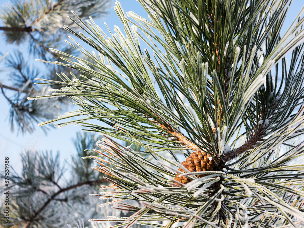 Naklejka premium Pine branch covered with hoarfrost. Winter snowy pine Christmas scene. Fir branches are covered with frost wonders. calm blurry snow flakes winter time background with copy space. In winter. New Year