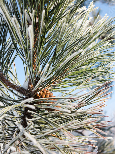 Pine branch covered with hoarfrost. Winter snowy pine Christmas scene. Fir branches are covered with frost wonders. calm blurry snow flakes winter time background with copy space. In winter. New Year