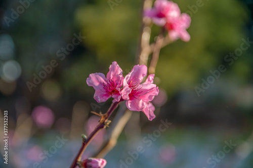 Detail of blossom peach tree