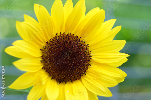 Kleine Sonnenblume mit frischer Bl  te