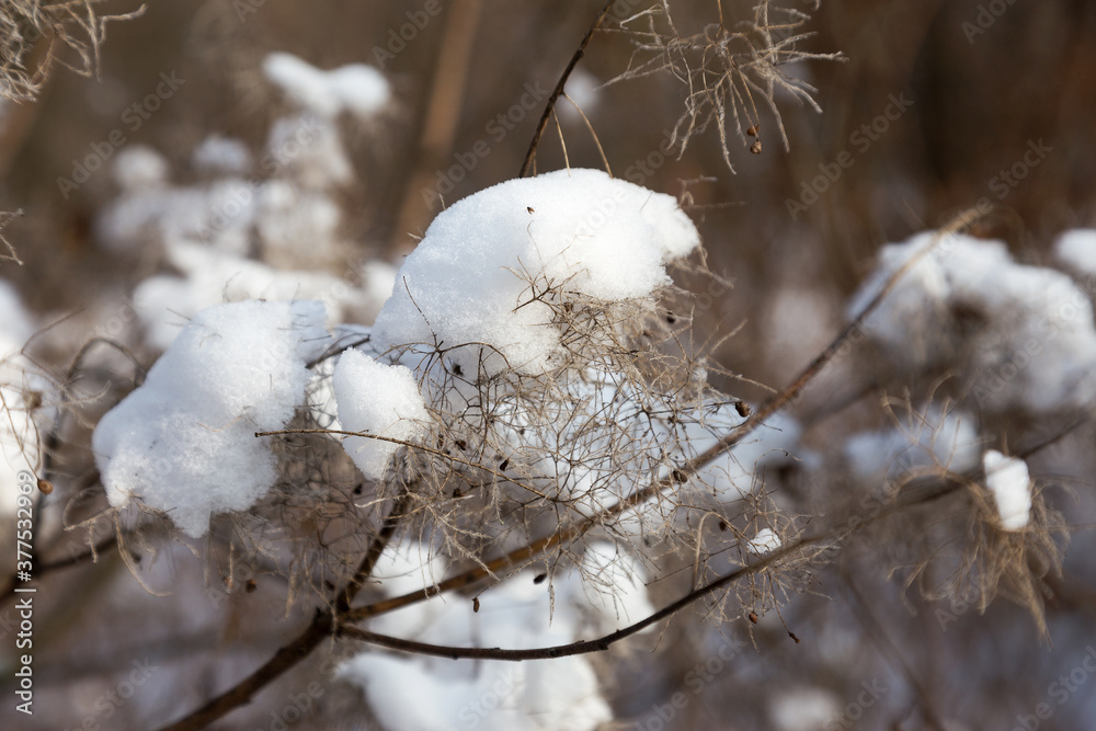 Winter background Snow-covered bushes in winter forest. Branch with loose snow in focus on blurred forest background. Leaves on bushes in snow. Snow covered bushes, branches in snow, snow on branches. Winter background Snow-covered bushes in winter forest. Branch with loose snow in focus on blurred forest background. Leaves on bushes in snow. Snow covered bushes, branches in snow, snow on branches.