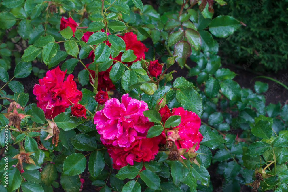 Bush of beautiful red roses in the garden in summer