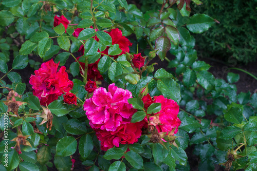 Bush of beautiful red roses in the garden in summer