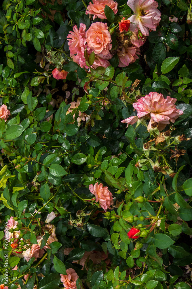 Bush of beautiful pink roses in the garden in summer Bush of beautiful pink roses in the garden in summer