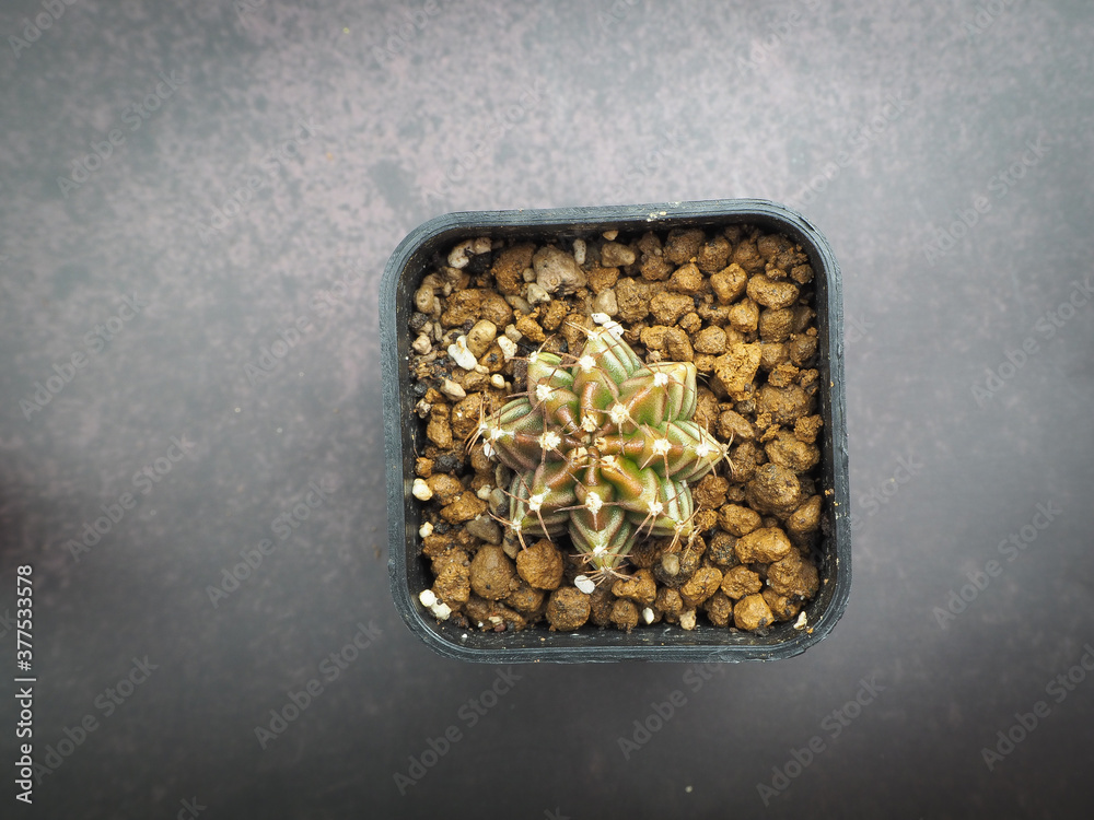 Small cactus in mini pot Small cactus in mini pot