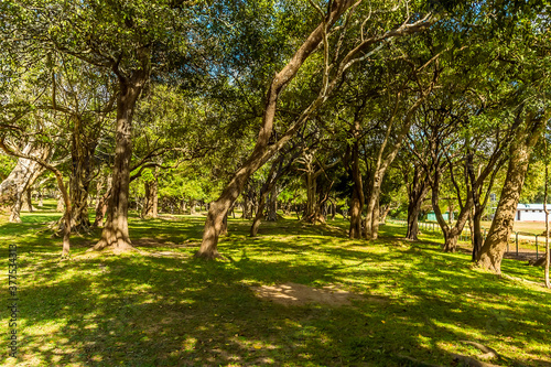 A grove of Banyan trees around the ancient ruins of Medirigiriya Vatadage in Sri Lanka