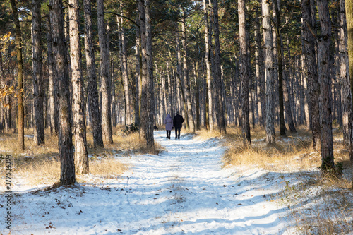 Man and woman with dog are walking in winter forest. Sunset in winter forest. Winter snow-covered trees. Landscape winter forest with trees covered snow.