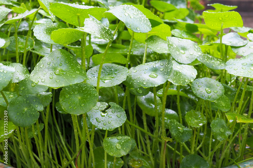 Water droplets on glass leaves, auspicious tree, Thailand (Hydrocotyle umbellata) photo