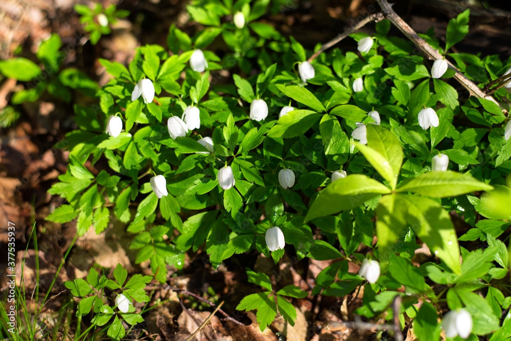 wood anemone blooming in Maine forest wood anemone blooming in Maine forest