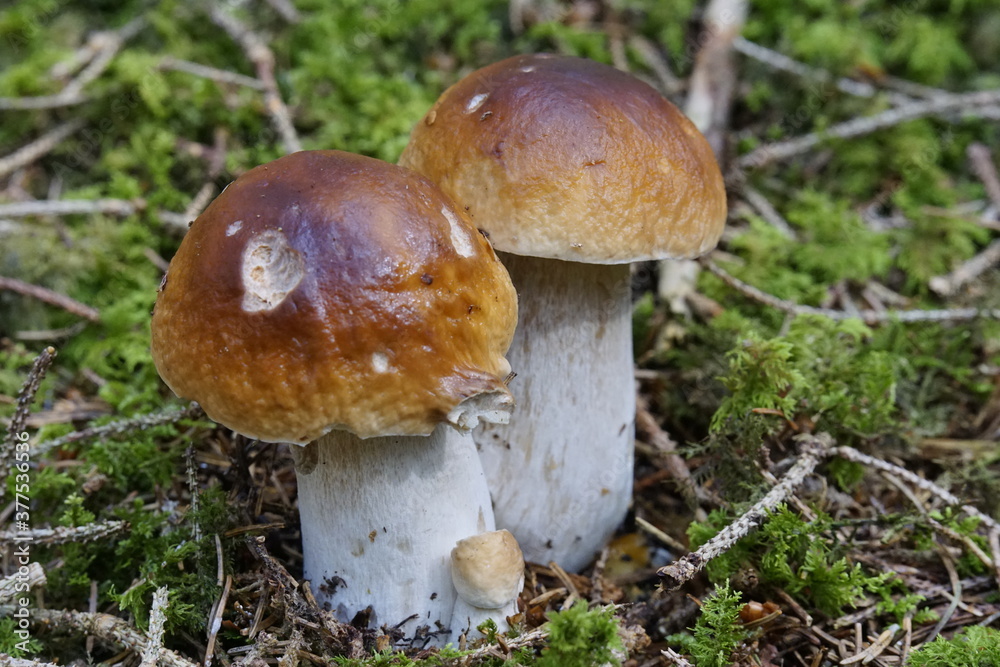 Frische Steinpilze Pärchen in Nahaufnahme Frische Steinpilze Pärchen in Nahaufnahme