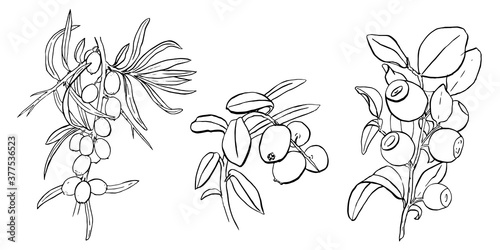 Set of branches of sea-buckthorn, blueberry and cowberry with leaves and berries isolated on white background. Hand-drawn outline of seaberry, bilberry and cranberry. Graphic ink black line art